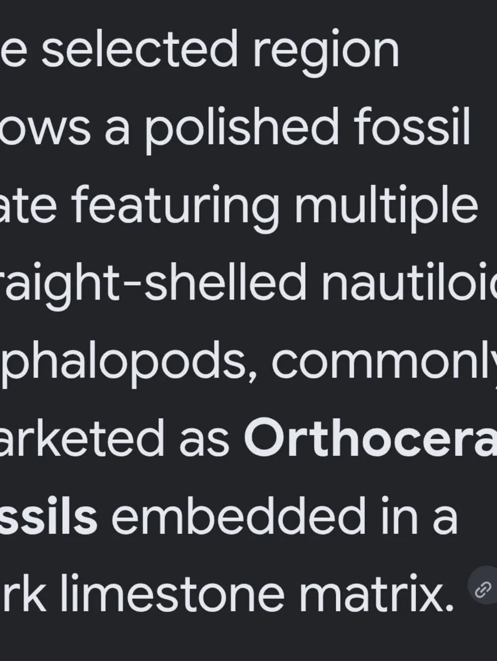 Black and White Orthoceras Fossil Polished Nautiloid Specimen